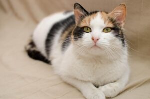 NISAで投資する際のおすすめファンドは？