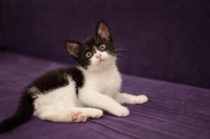 nisaファンドのおすすめはどれですか？