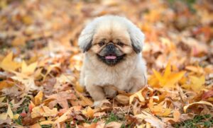 積立NISAで選ぶインデックスファンドのおすすめは？