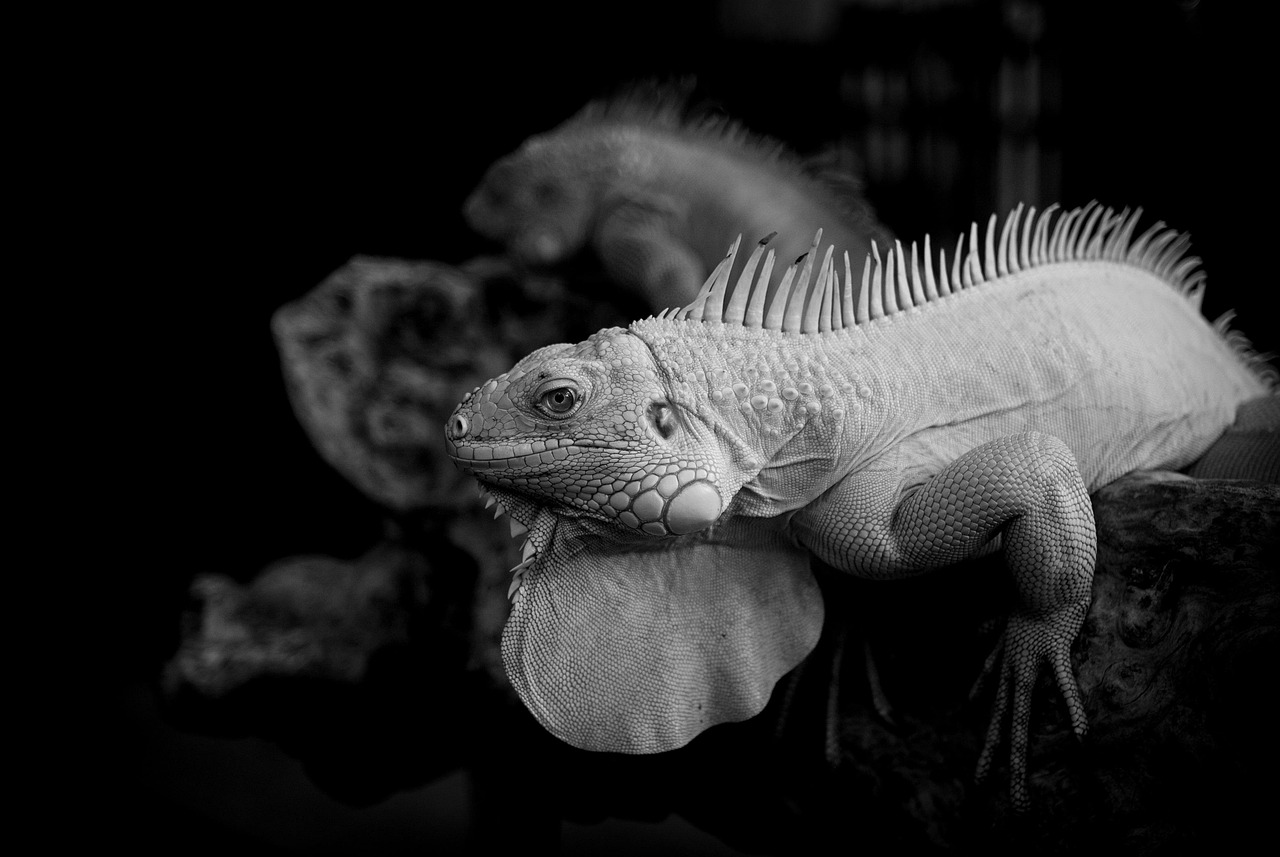 おすすめnisa銘柄はどれを選ぶべき？