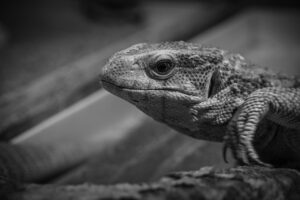 イデコとニーサの違いをわかりやすく解説しているのはどこ？