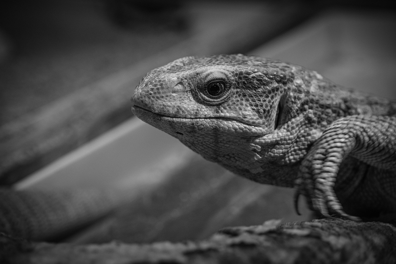 イデコとニーサの違いをわかりやすく解説しているのはどこ？